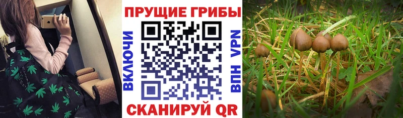 Купить закладки  Калач-на-Дону  Галлюциногенные грибы Psilocybe 